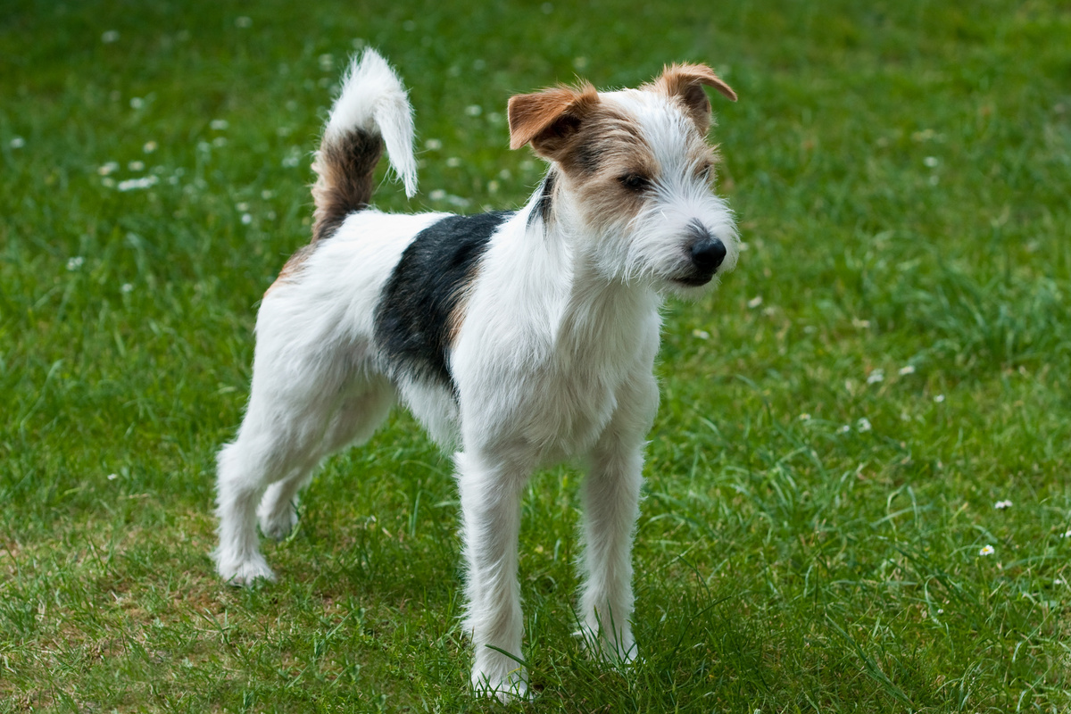 Parson Russell Terrier Portrait