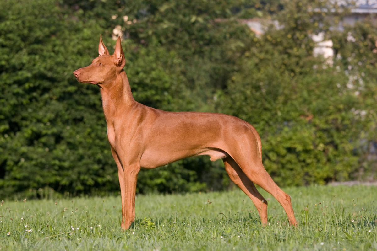 Pharaonenhund