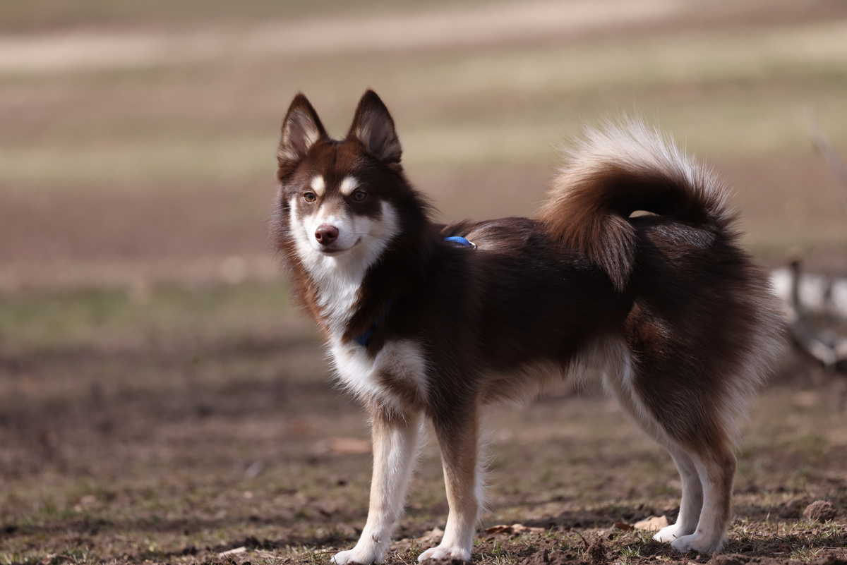 Pomsky