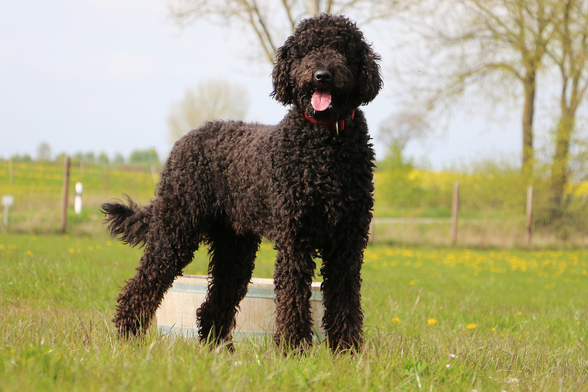 Portugiesischer Wasserhund
