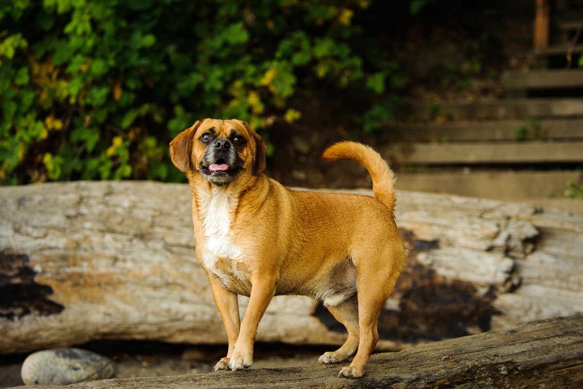 Puggle