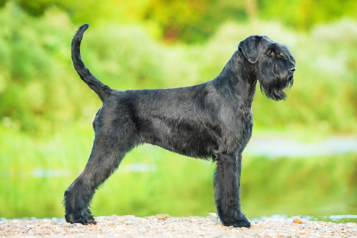 Riesenschnauzer_Seitenportrait