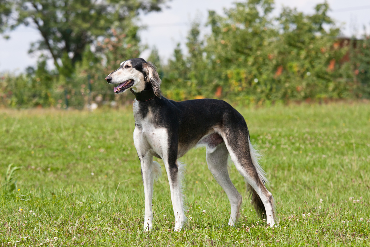 Saluki