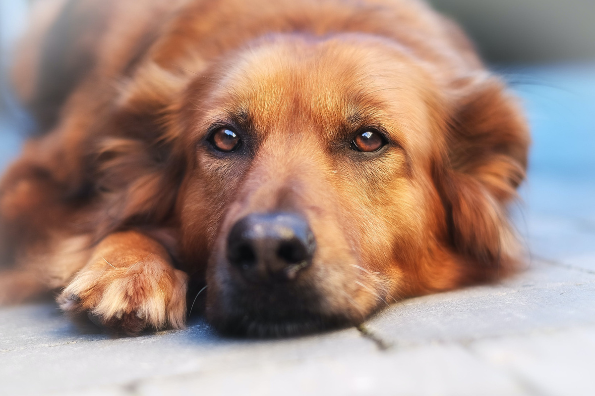 Schilddrüsenerkrankung beim Hund