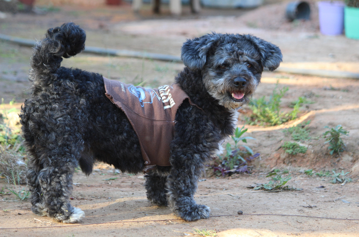 Schnoodle