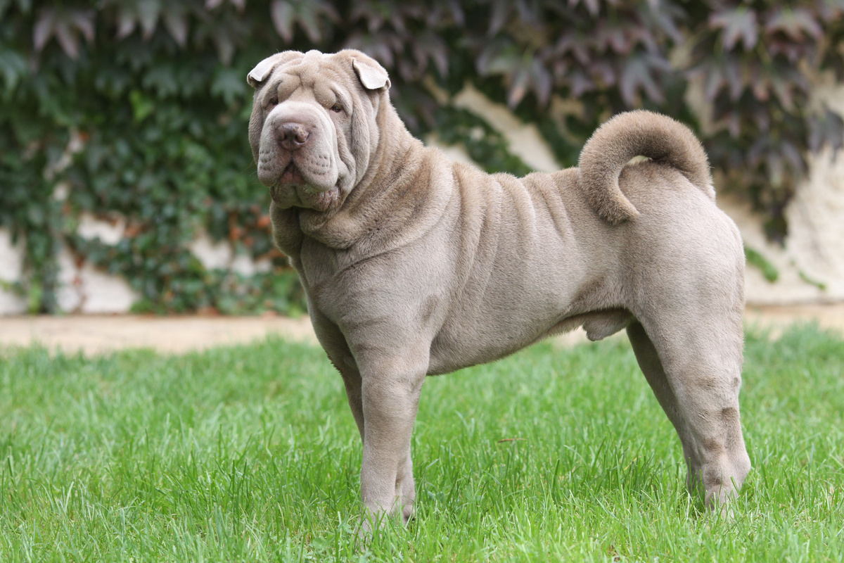 Shar Pei