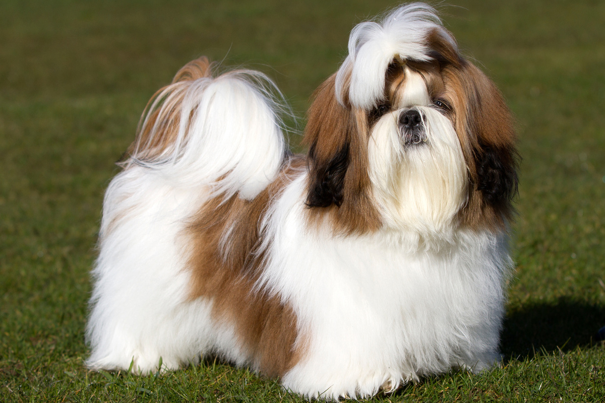 Shih-Tzu_Portrait