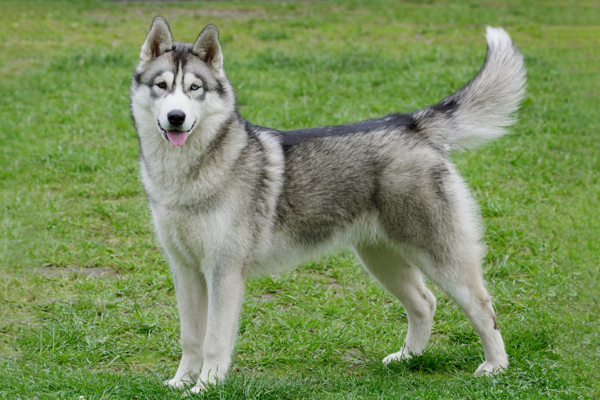 Siberian Husky