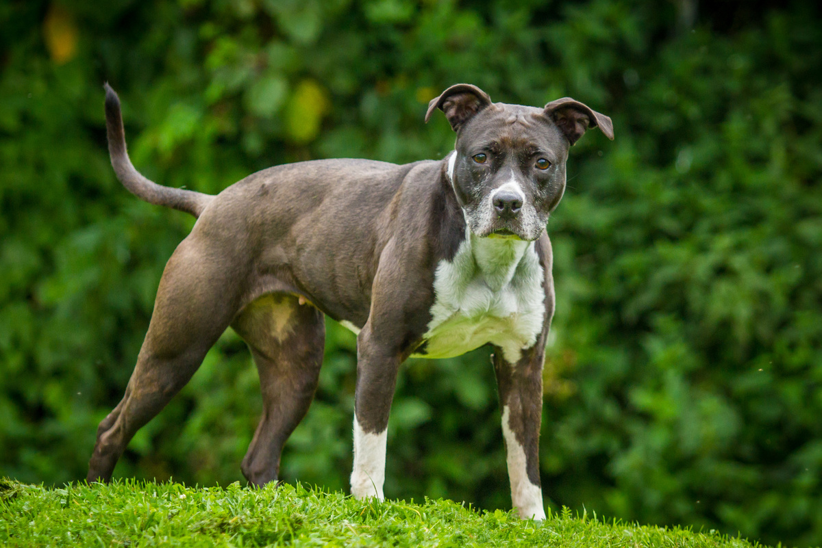Staffordshire Bullterrier
