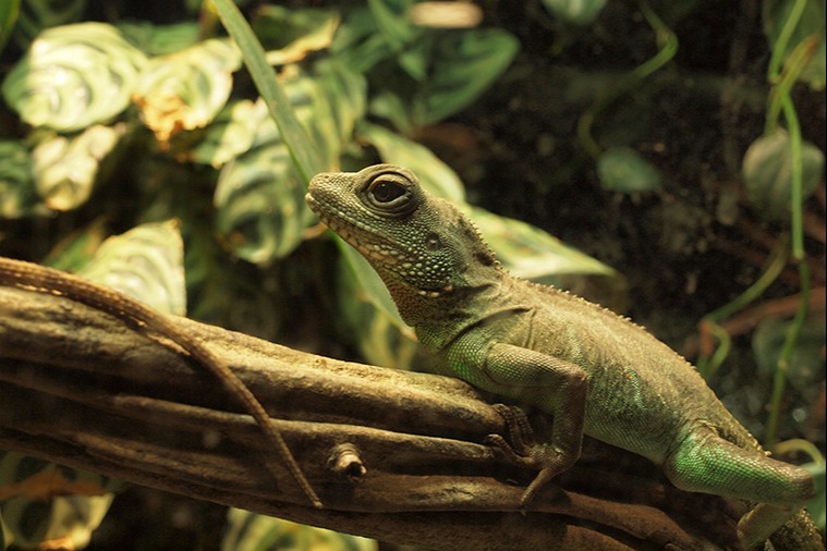 Terrascaping: Terrarien einrichten