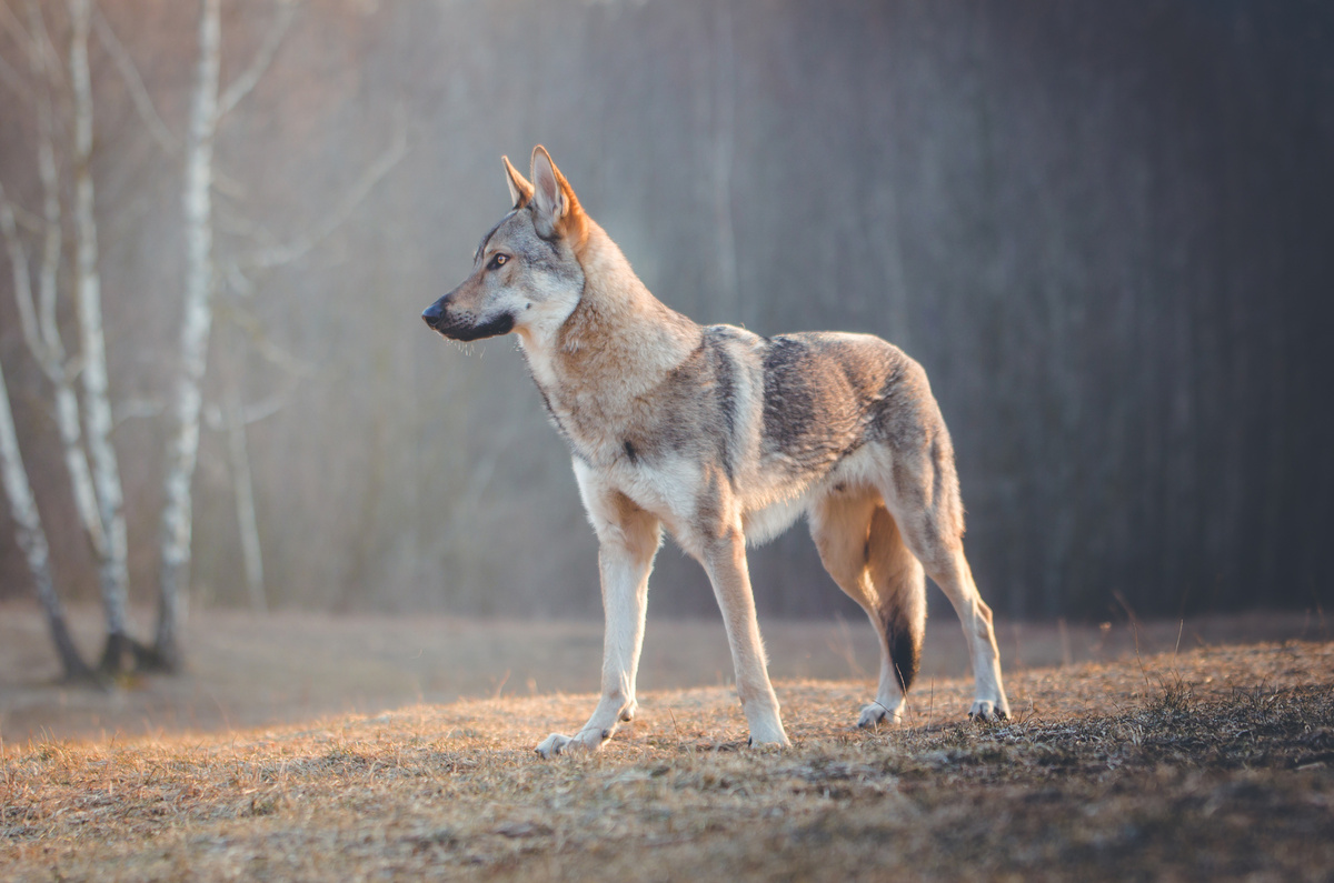 Tschechoslowakischer_Wolfhund_Portrait