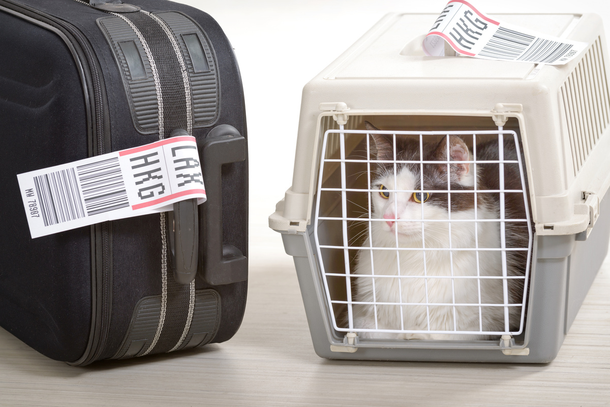 Urlaub mit Katze