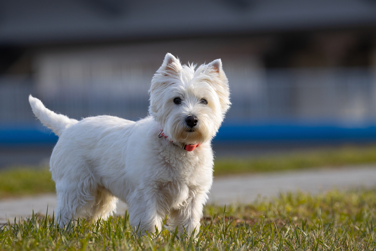 West Highland White Terrier