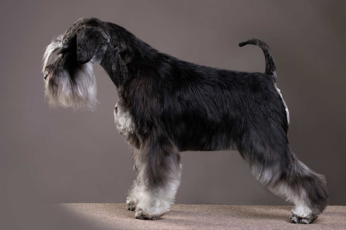 Zwergschnauzer