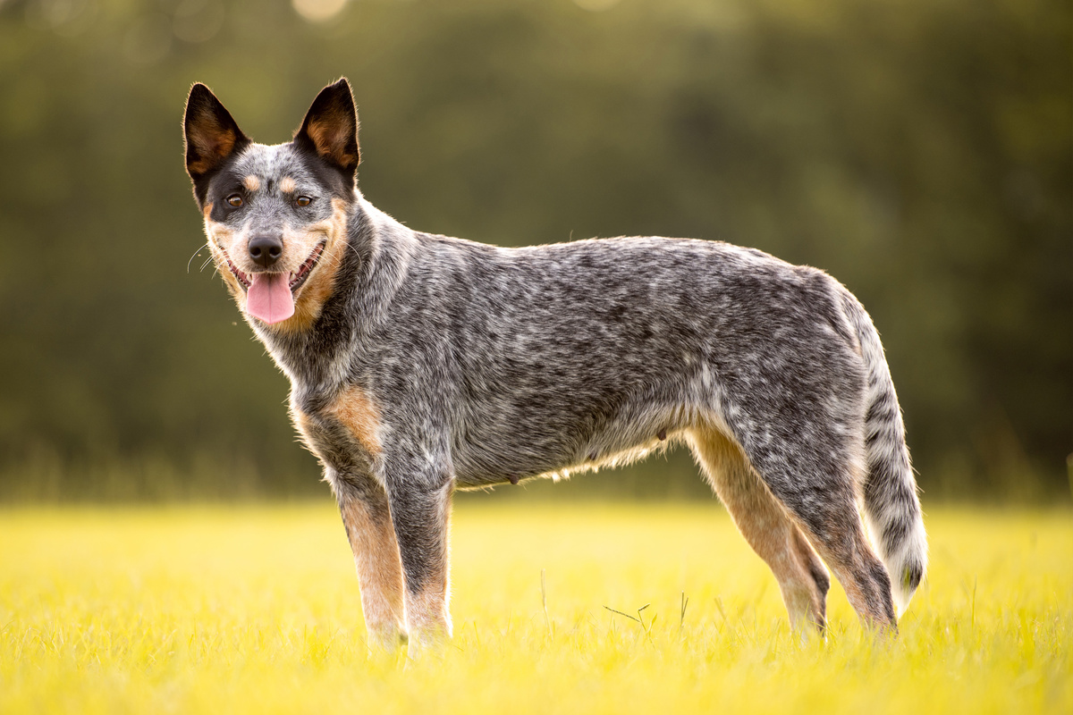 Australian Cattle Dog