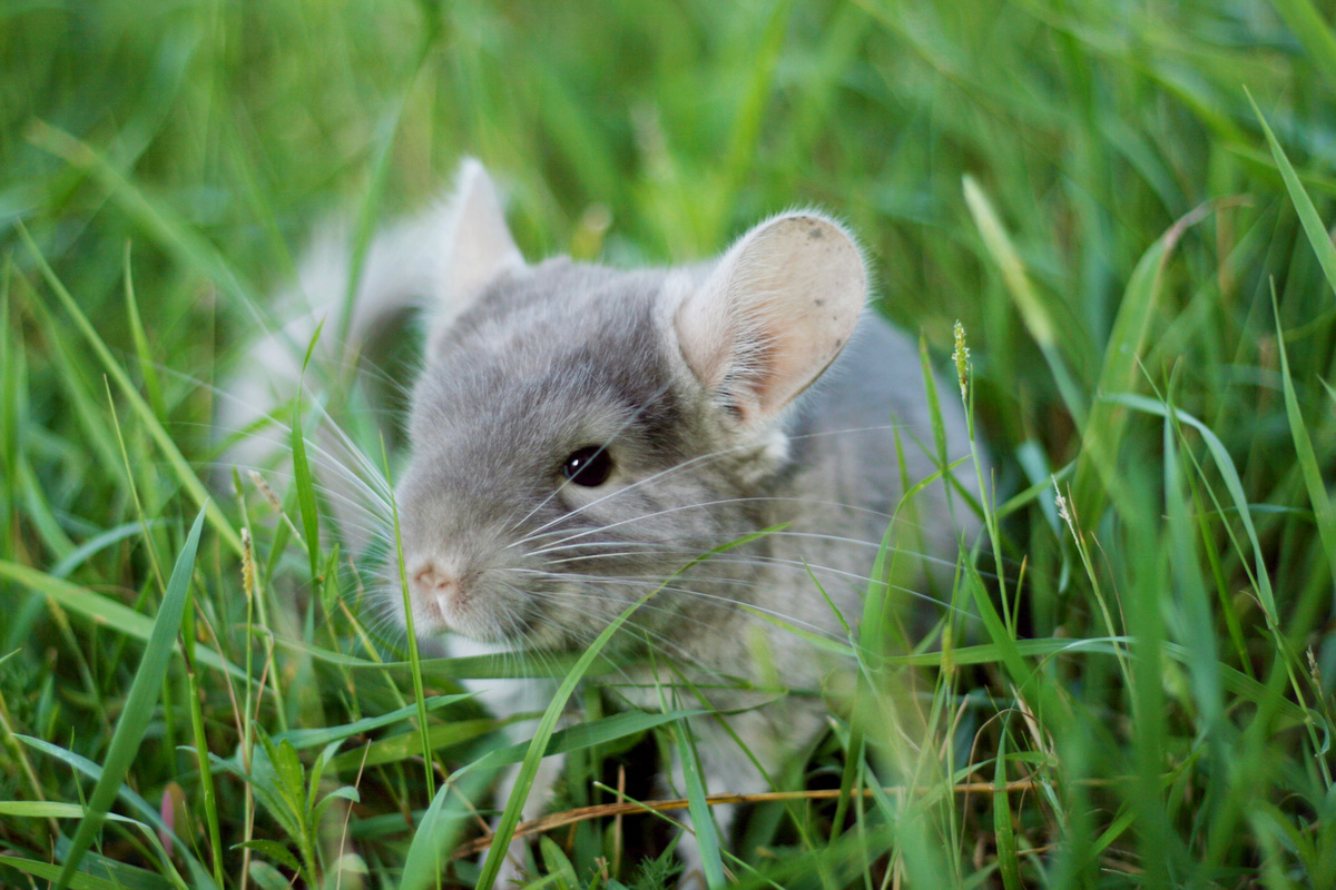 Chinchilla