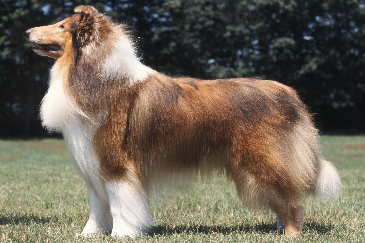 Collie (Langhaariger schottischer Schäferhund)