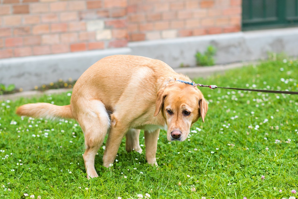 Durchfall beim Hund