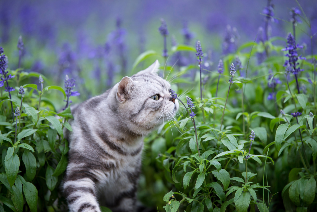 Giftige Pflanzen für Katzen