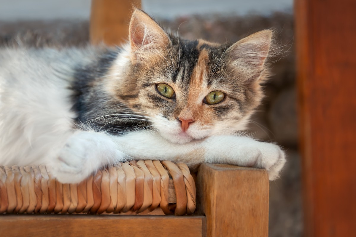 Glückskatze: Die dreifarbige Katze