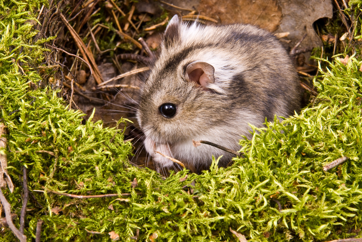 Hamsterhaltung