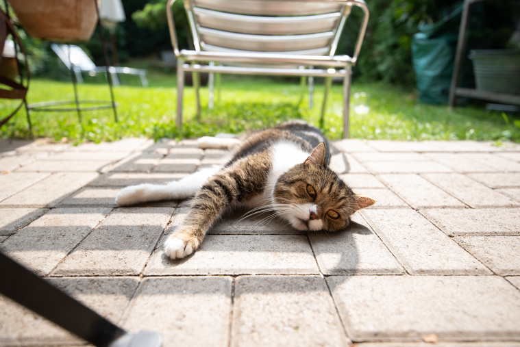 Hitzschlag bei Katzen