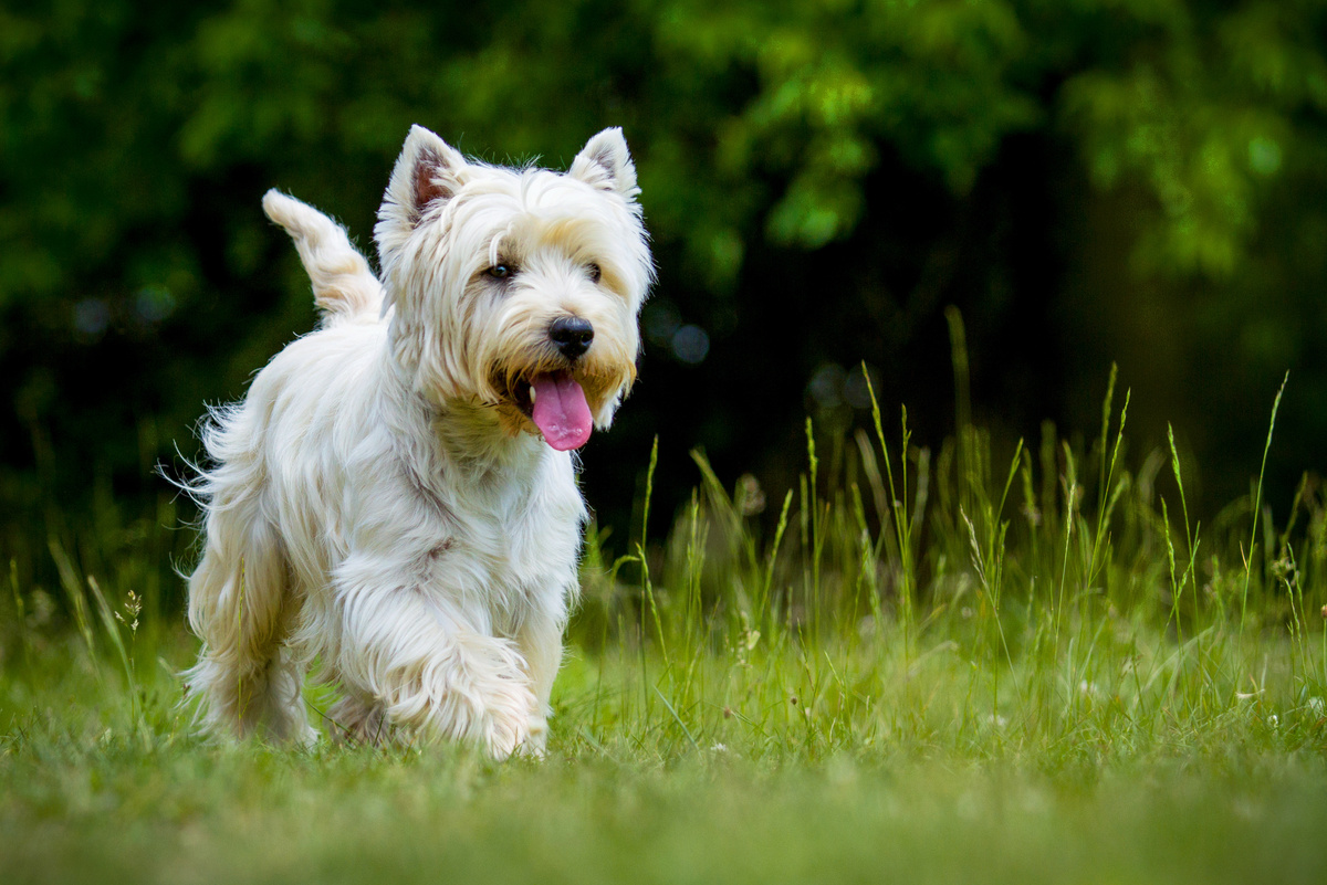Hund hechelt stark – 10 Ursachen & Tipps