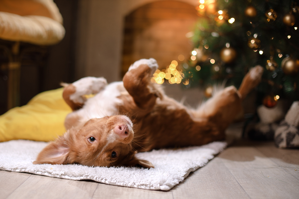 Weihnachten mit Hund
