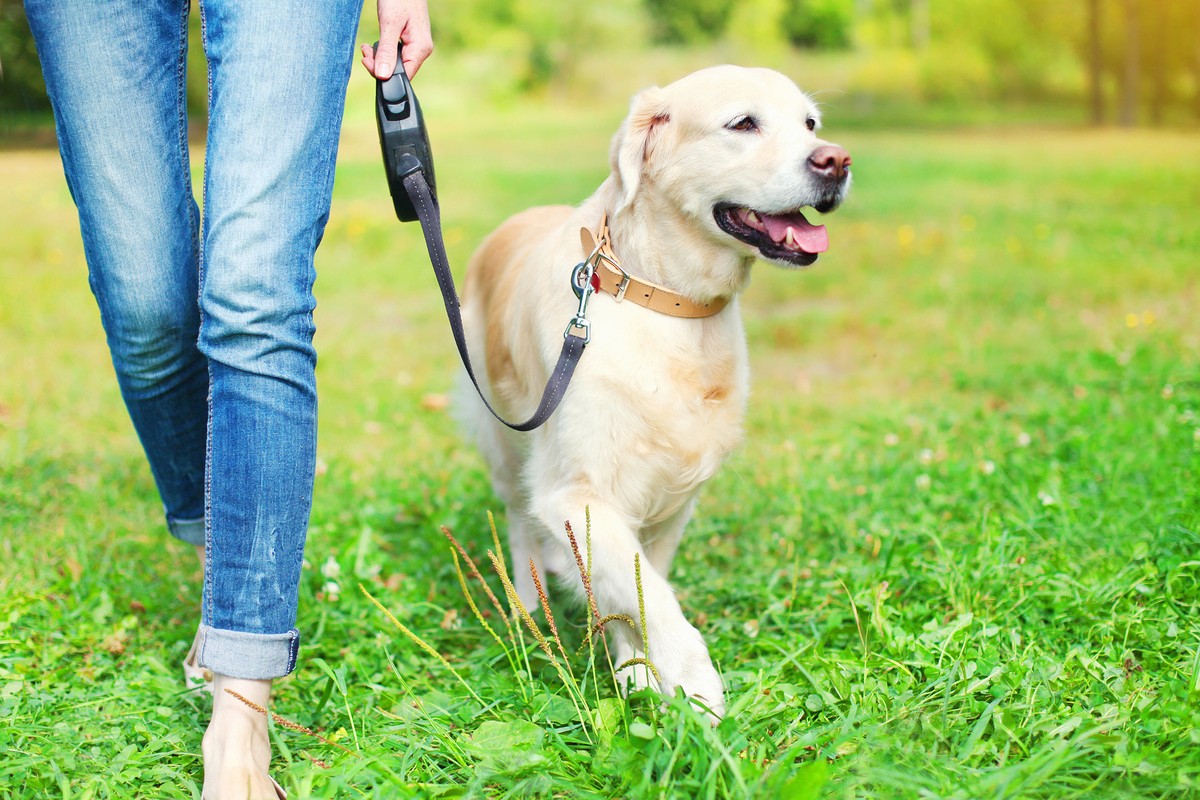 Hunde mit leine