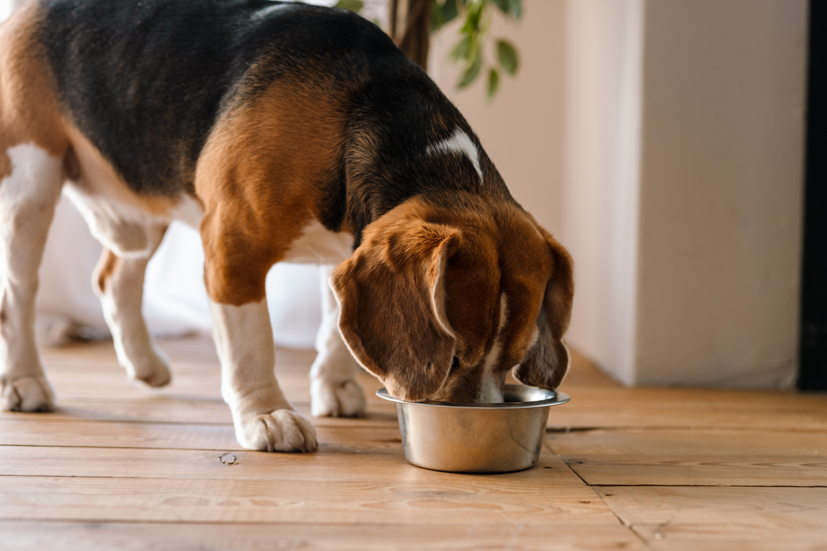 Kaltgepresstes Hundefutter