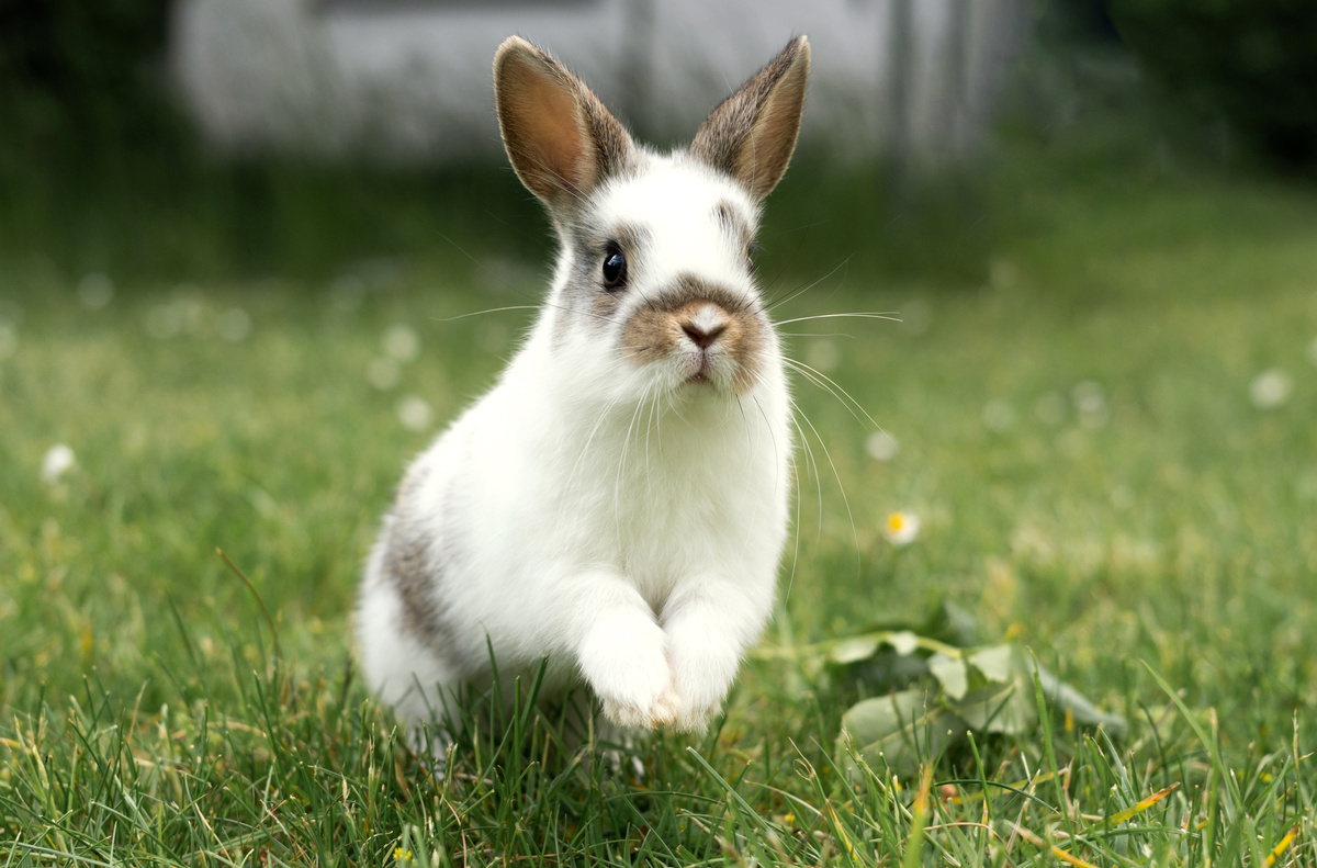 Kaninchen Haltung
