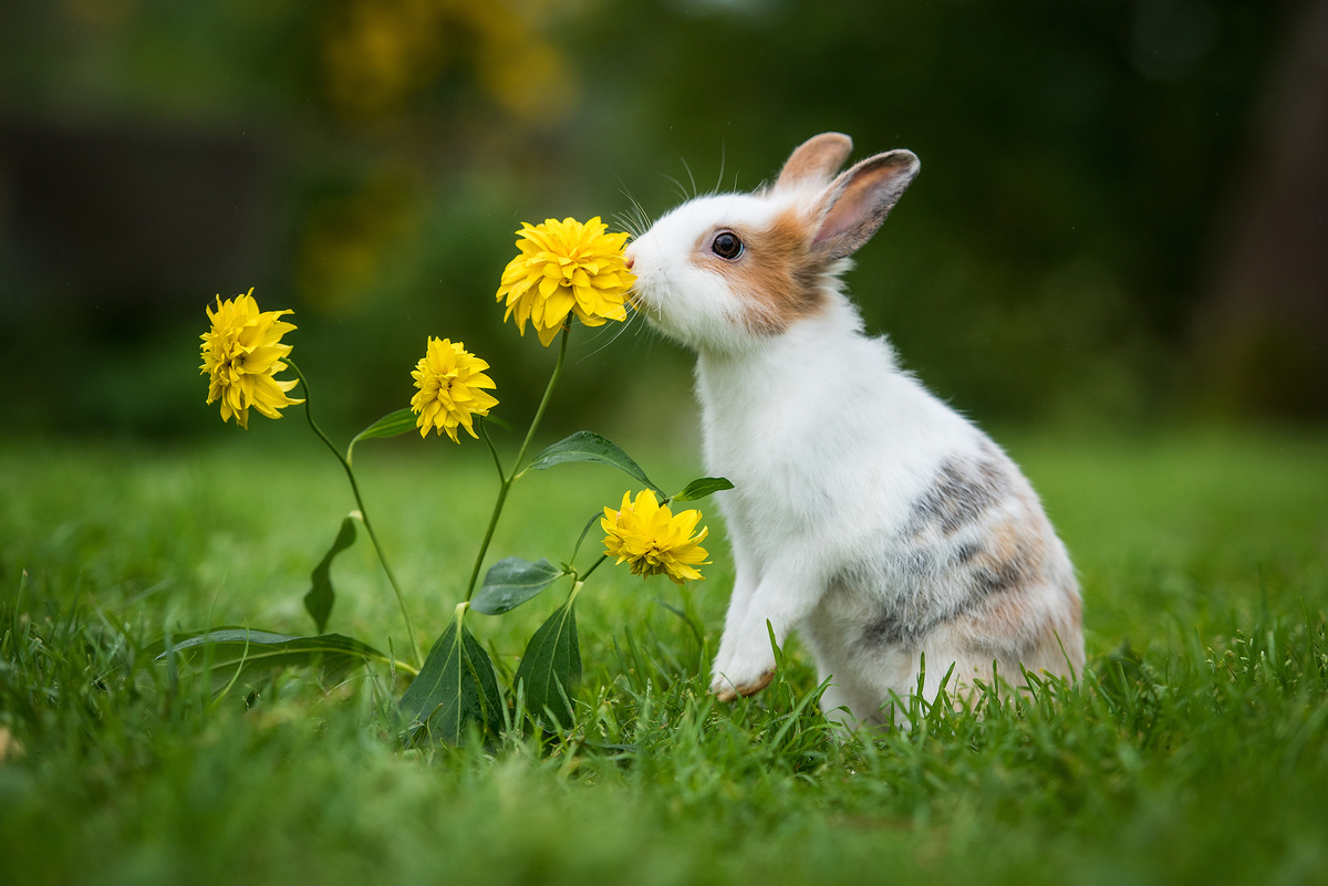Körpersprache bei Kaninchen