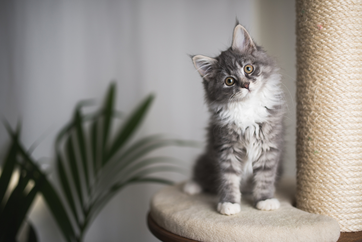 Katze anschaffen
