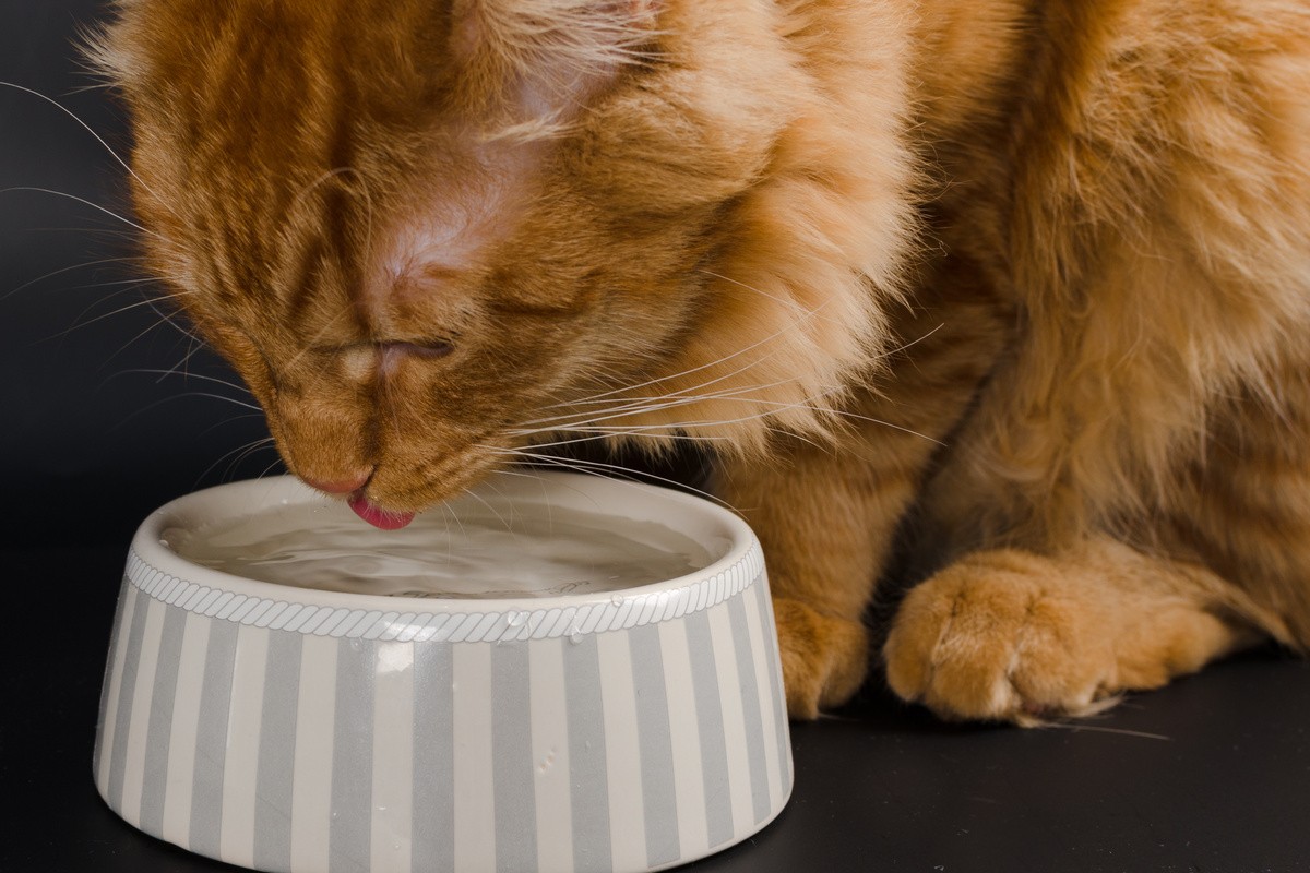 Katze mit Durchfall – Was kann ich tun?