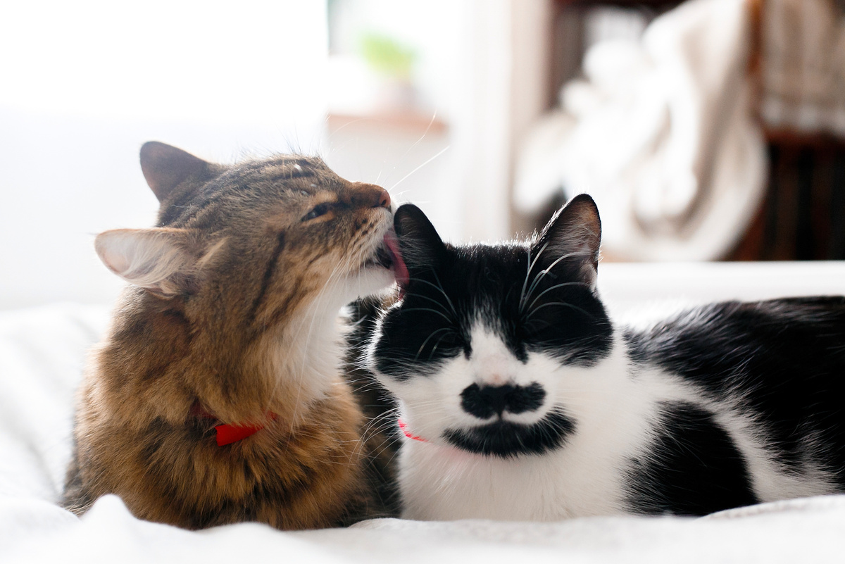 Katze oder Kater: Welche Unterschiede gibt es?