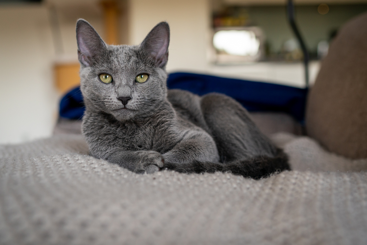 Wie alt werden Katzen? Alles über die Lebenserwartung von Katzen