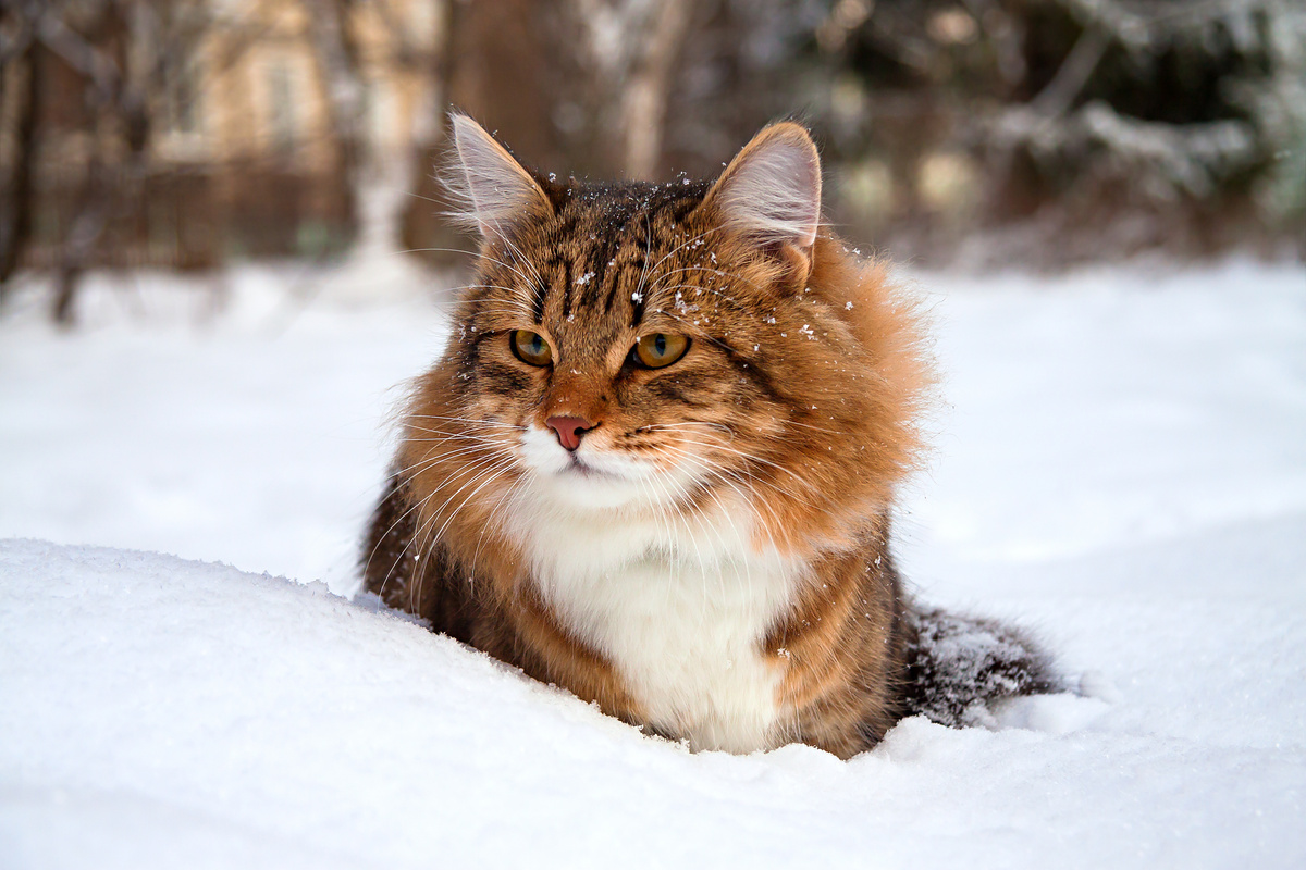 Können Katzen frieren