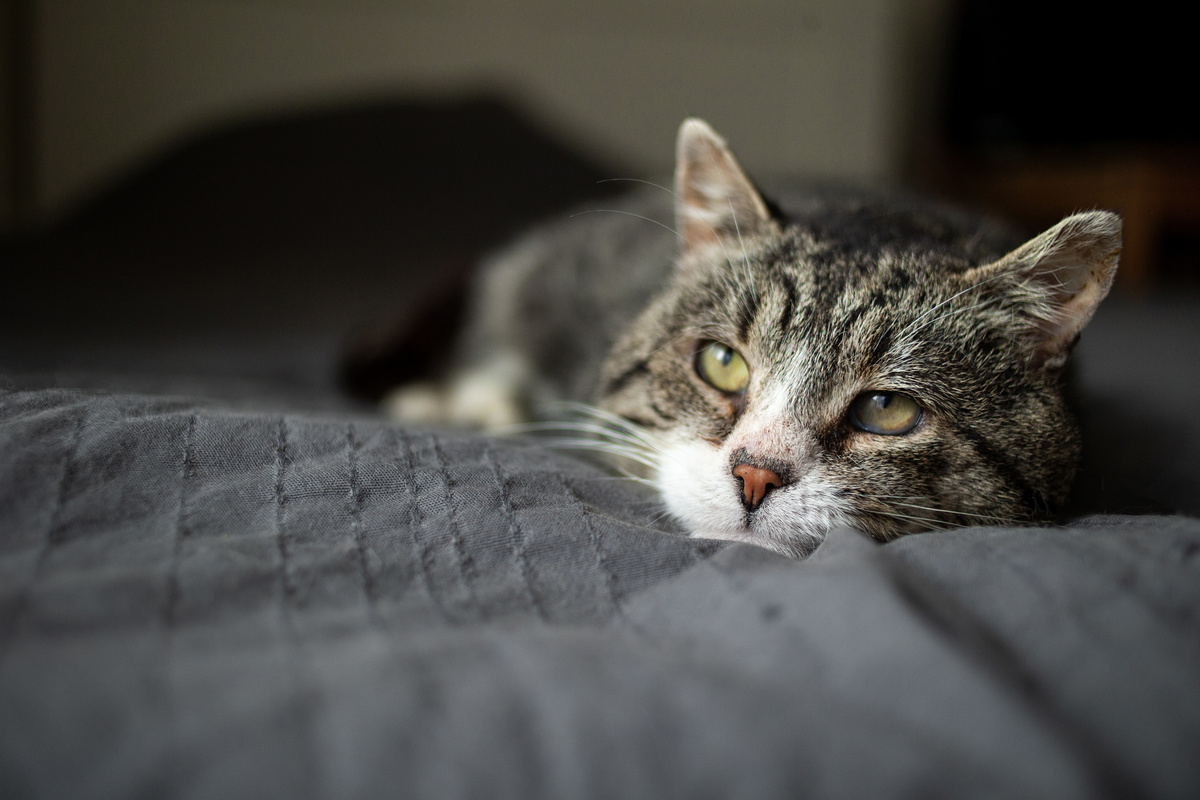 Niereninsuffizienz Katze