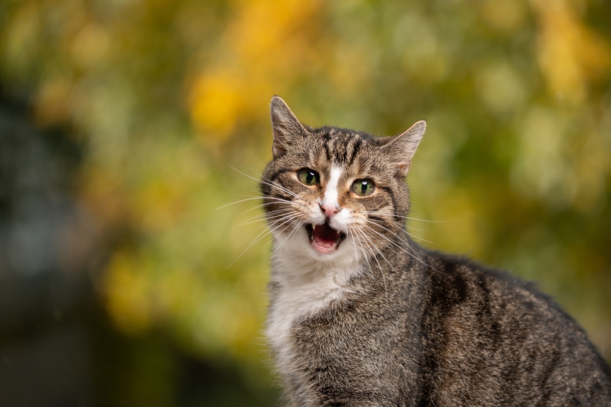 Hört Die Rolligkeit Auf Wenn Die Katze Gedeckt Wurde Rolligkeit bei der Katze | DAS FUTTERHAUS