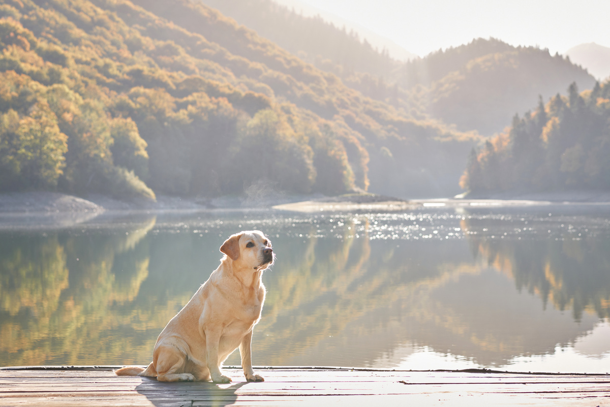 Sonnenschutz_Hund