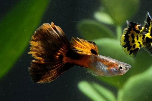 12 Süßwasserfische für Ihr Aquarium inkl. Tipps zur Haltung