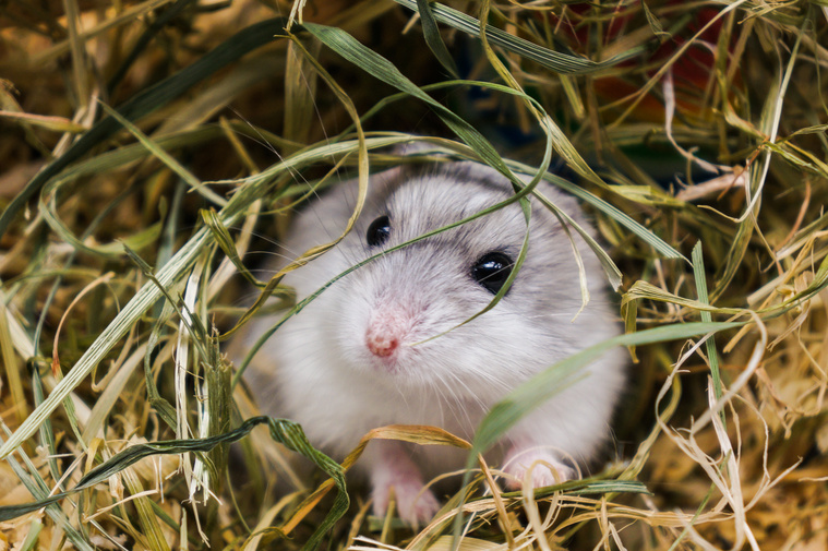 Hamster in Streu