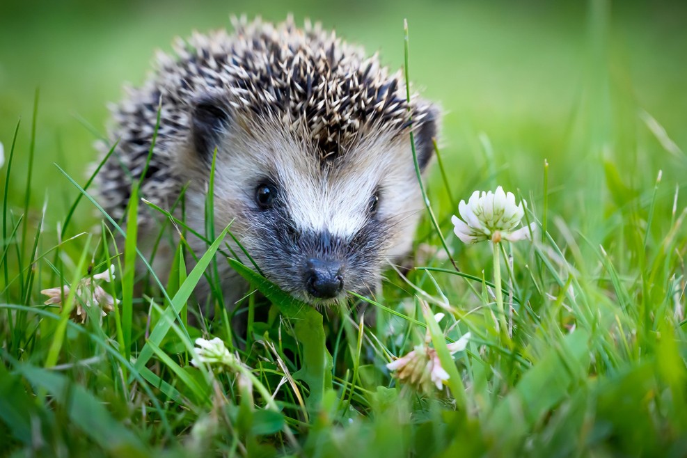 Was fressen Igel?