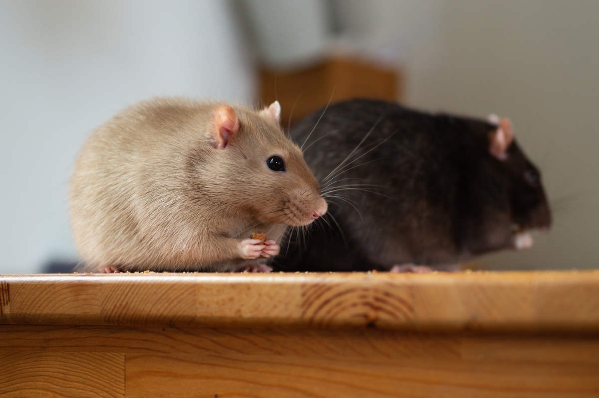 Ernährung von Ratten