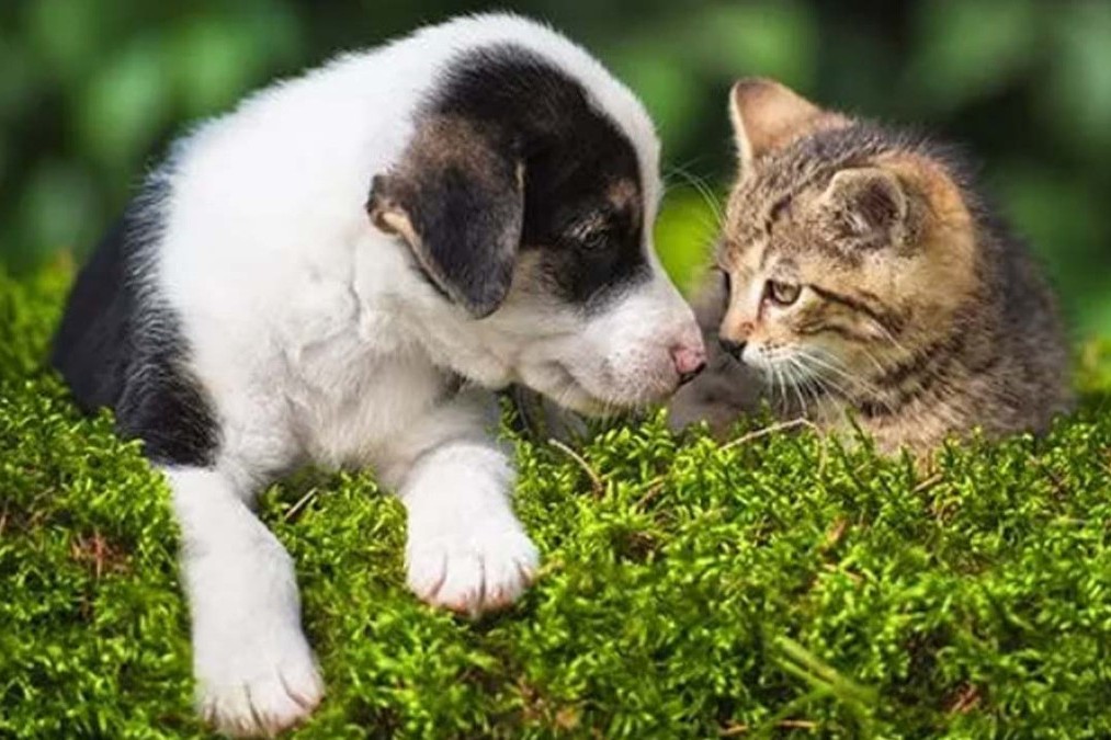 zusammen leben Katze und Hund