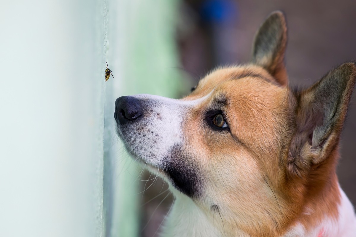 Wespen- und Bienenstich beim Hund: Symptome & Erste Hilfe