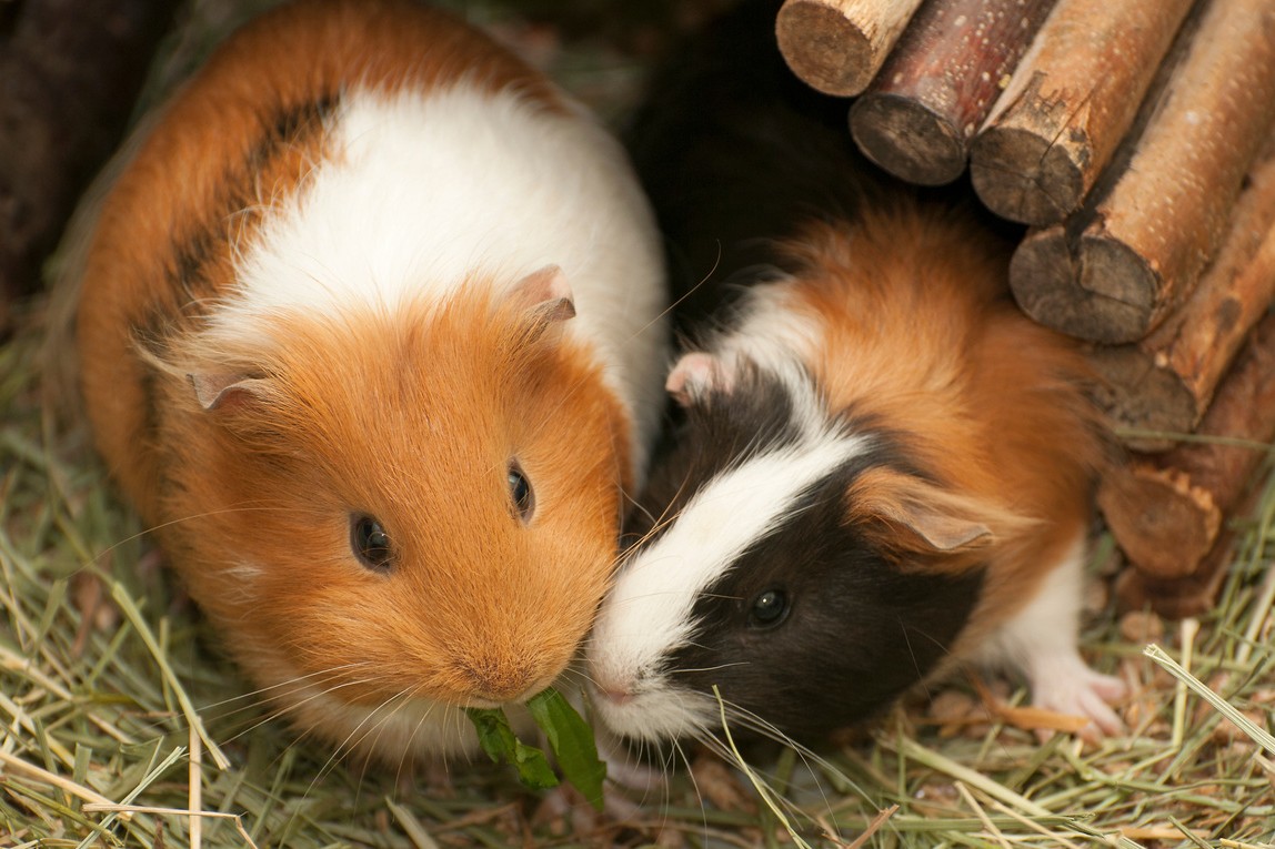 Meerschweinchen
