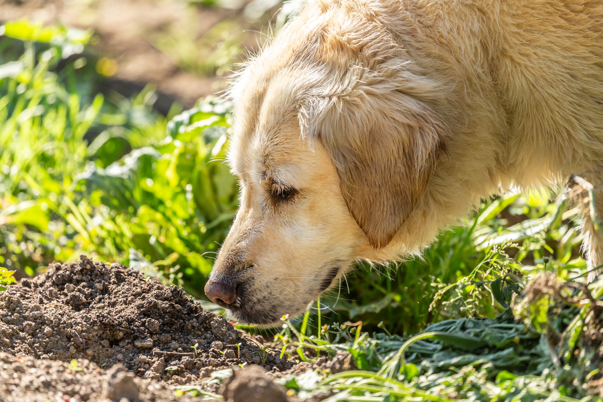 Wurmkur beim Hund