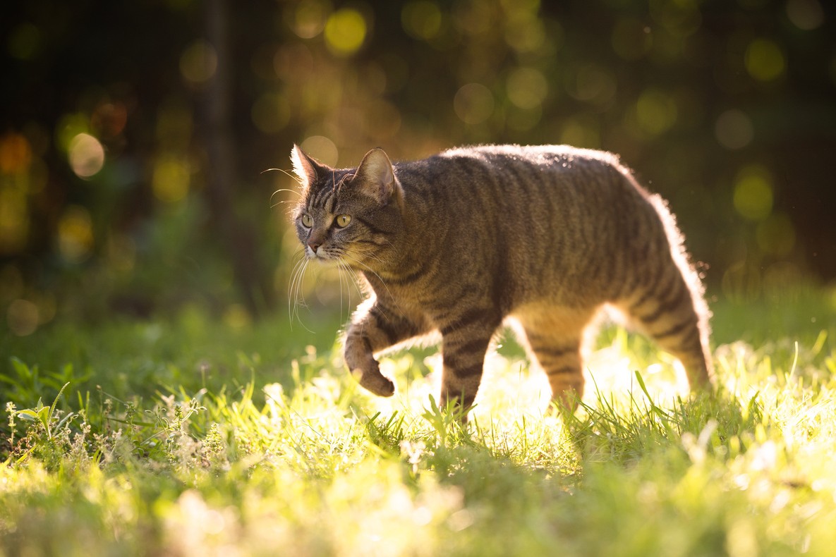 Wurmkur bei Katzen
