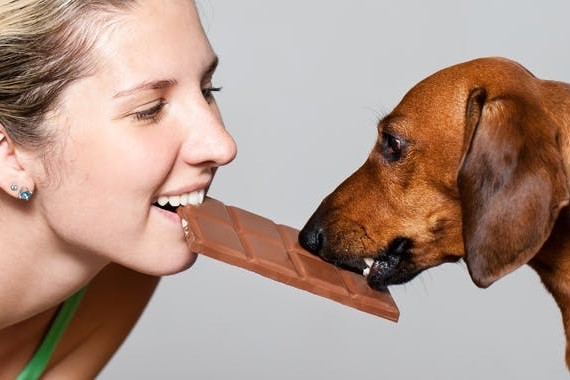 Keine Schokolade für den Hund